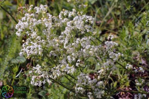 galium lucidum (2)